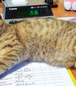 Amy Svg+xml,%3Csvg%20xmlns%3D%22http%3A%2F%2Fwww.w3